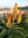 Aloe africana